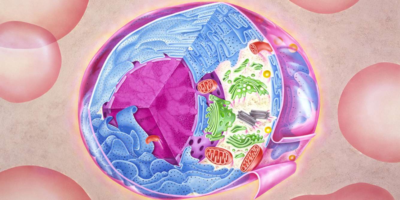Positive Ginkgo-Wirkung auf das Mitochondrium