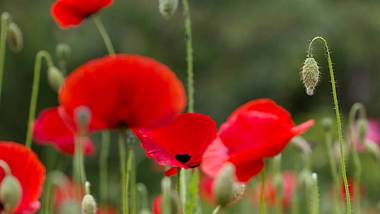 Nahaufnahme von Mohnölblumen im Feld - Foto: iStock/deepblue4you