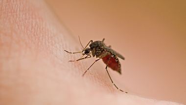 Eine Mücke sticht - Foto: iStock/dpinn
