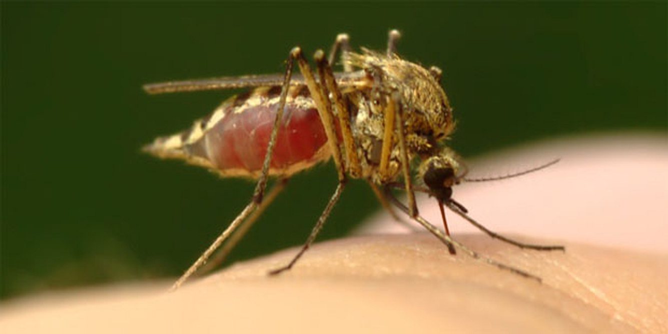 Was hilft gegen den Juckreiz eines Mückenstichs?