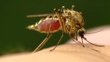 Was hilft gegen den Juckreiz eines Mückenstichs?