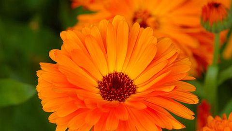 Ringelblumen bei Nagelbettentzündung - Foto: Fotolia