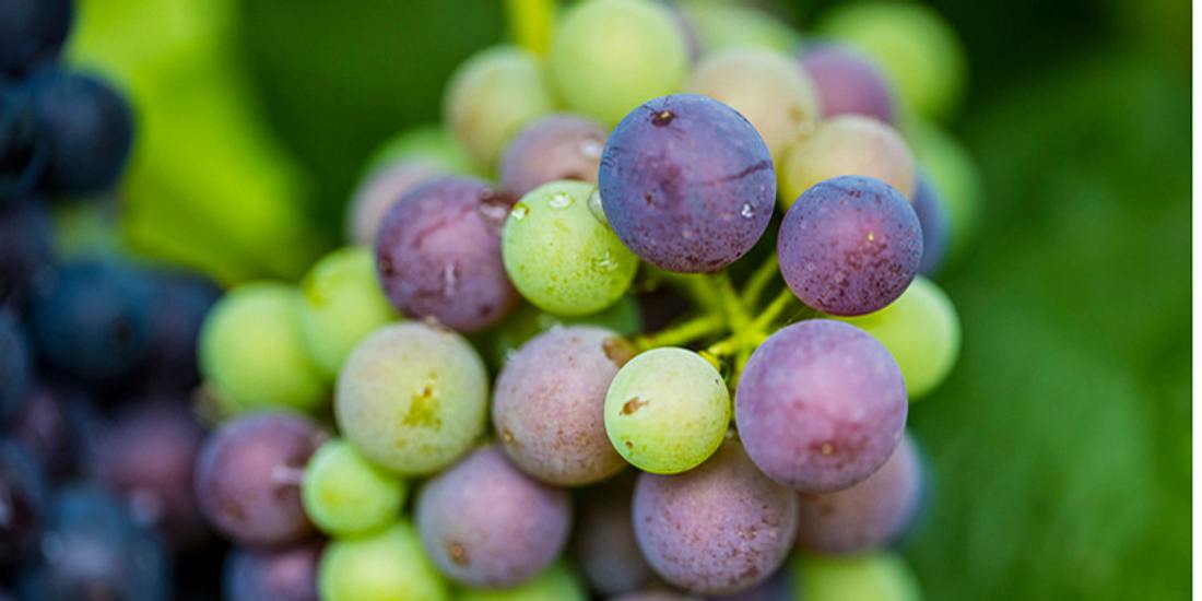 Naturkosmetik selber machen mit Weintrauben