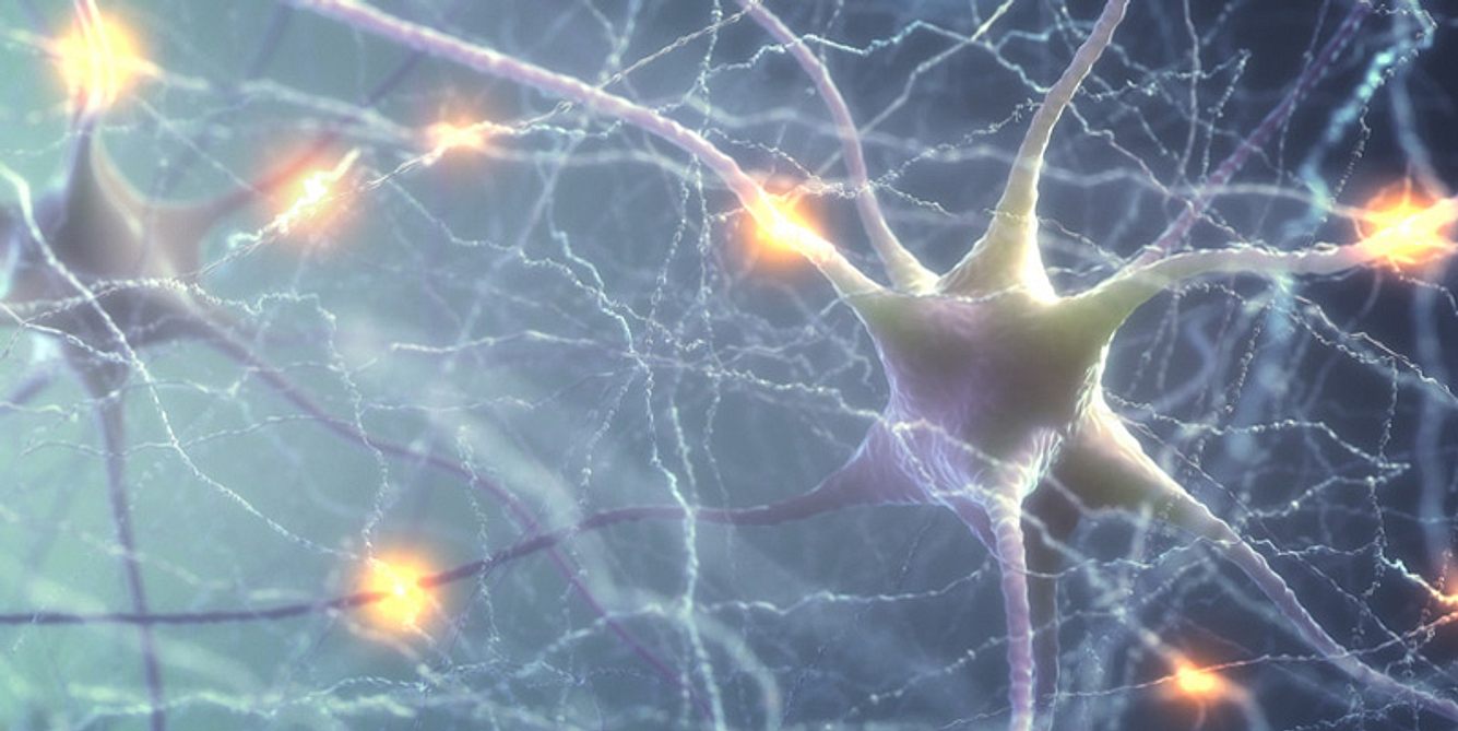 Neuronen im Gehirn
