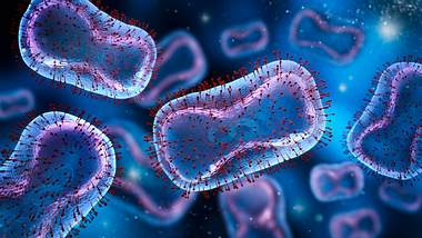 Viren in 3D - Foto:  iStock/peterschreiber.media