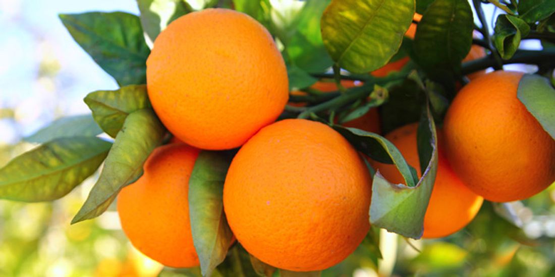 Orangen sind gut fürs Gedächtnis
