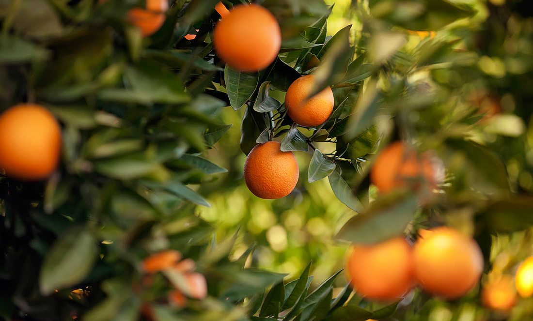 Orangen schützen vor Altersdemenz