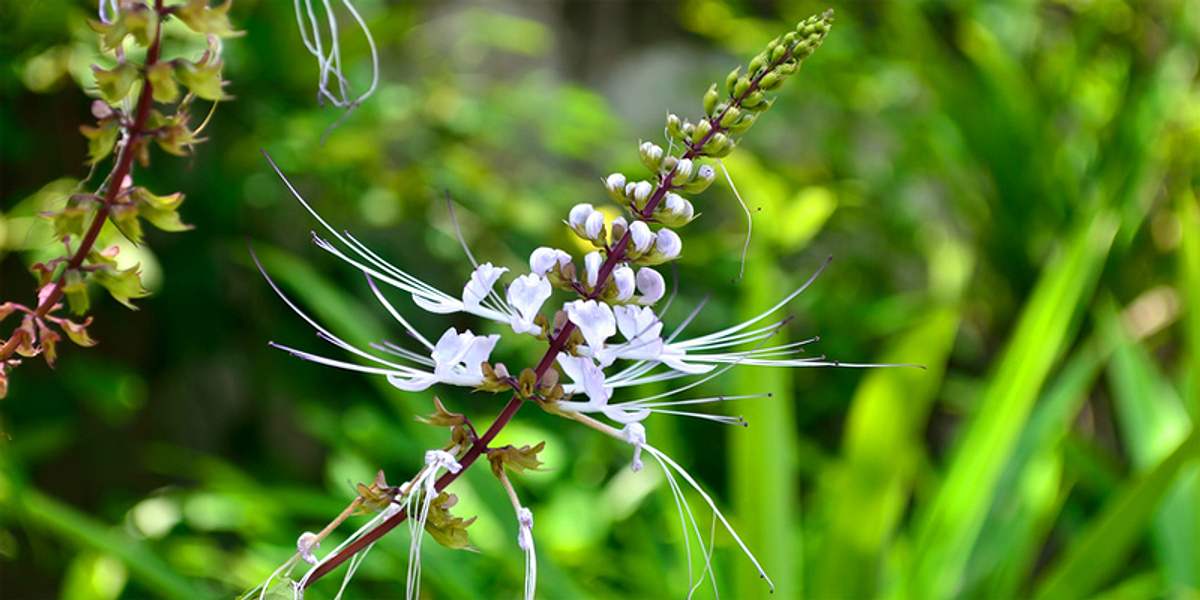 Orthosiphon mit Blüte