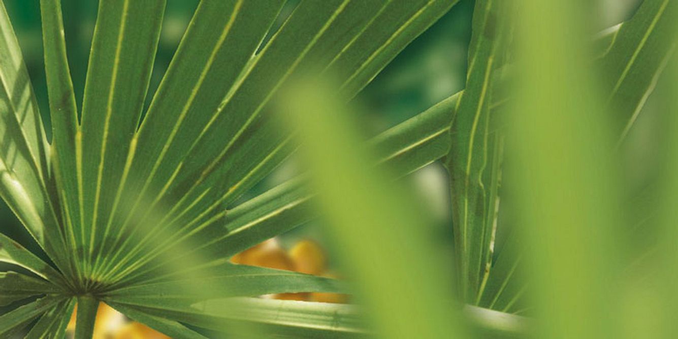 Palme Prostagutt Advertorial