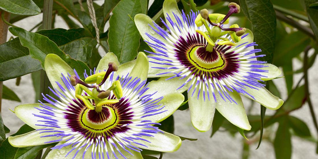 Passionsblume gegen Stress