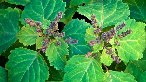 Patchouli-Pflanze mit Blüten - Foto: istock_sorsillo