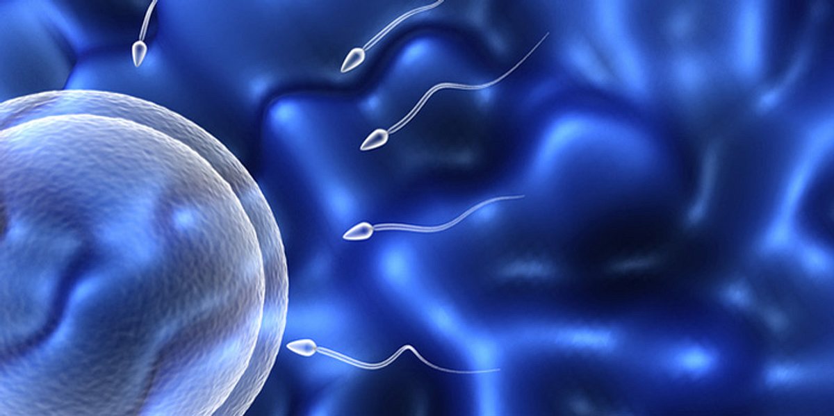 Eine weibliche Eizelle wird durch Spermien befruchtet