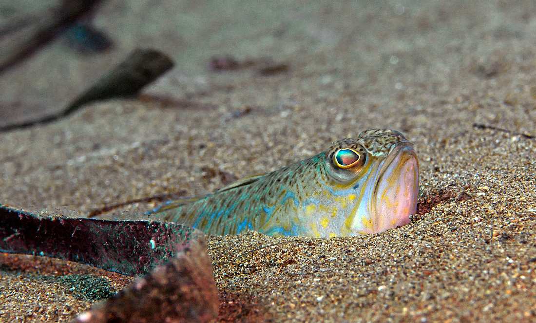Ein Petermännchen gräbt sich aus dem Sand
