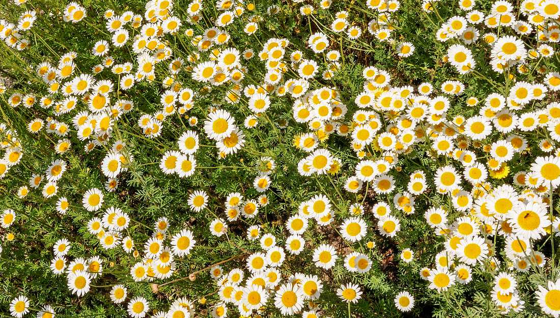 pflanzen-gegen-zecken-dalmatinische-insektenblume Dalmatinische Insektenblume