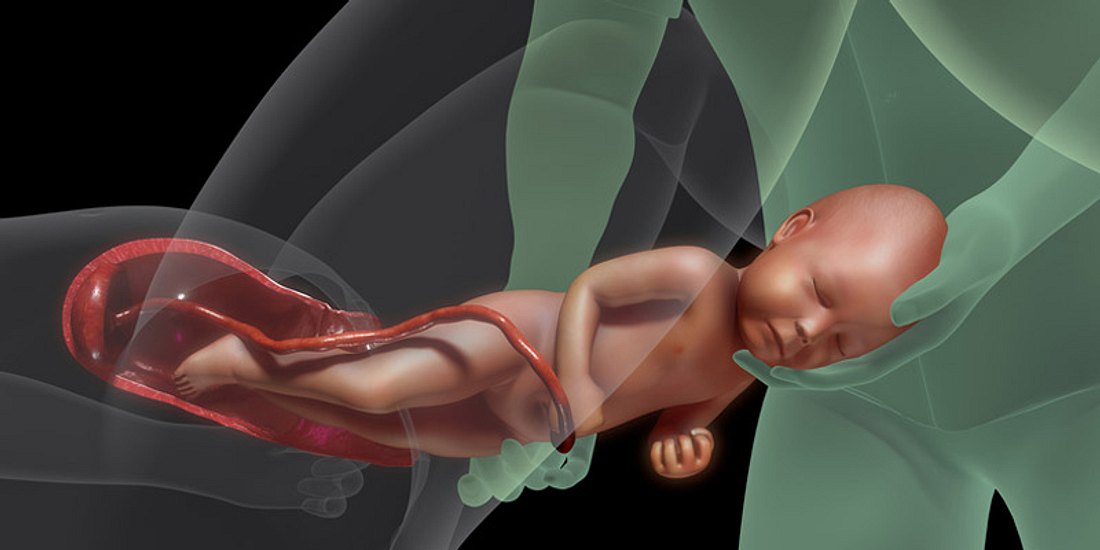 Die Plazenta versorgt das Ungeborene mit Nährstoffen