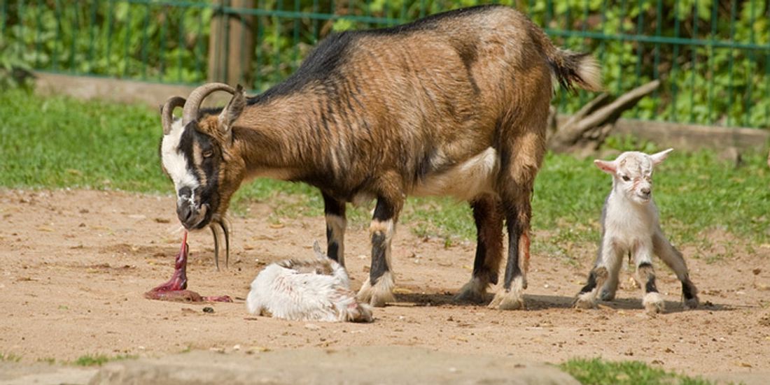 Tiere fressen für gewöhnlich nach einer Geburt die Plazenta
