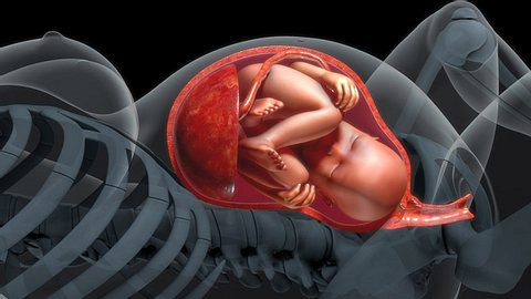 Schematische Darstellung einer Plazenta im Mutterleib - Foto: iStock