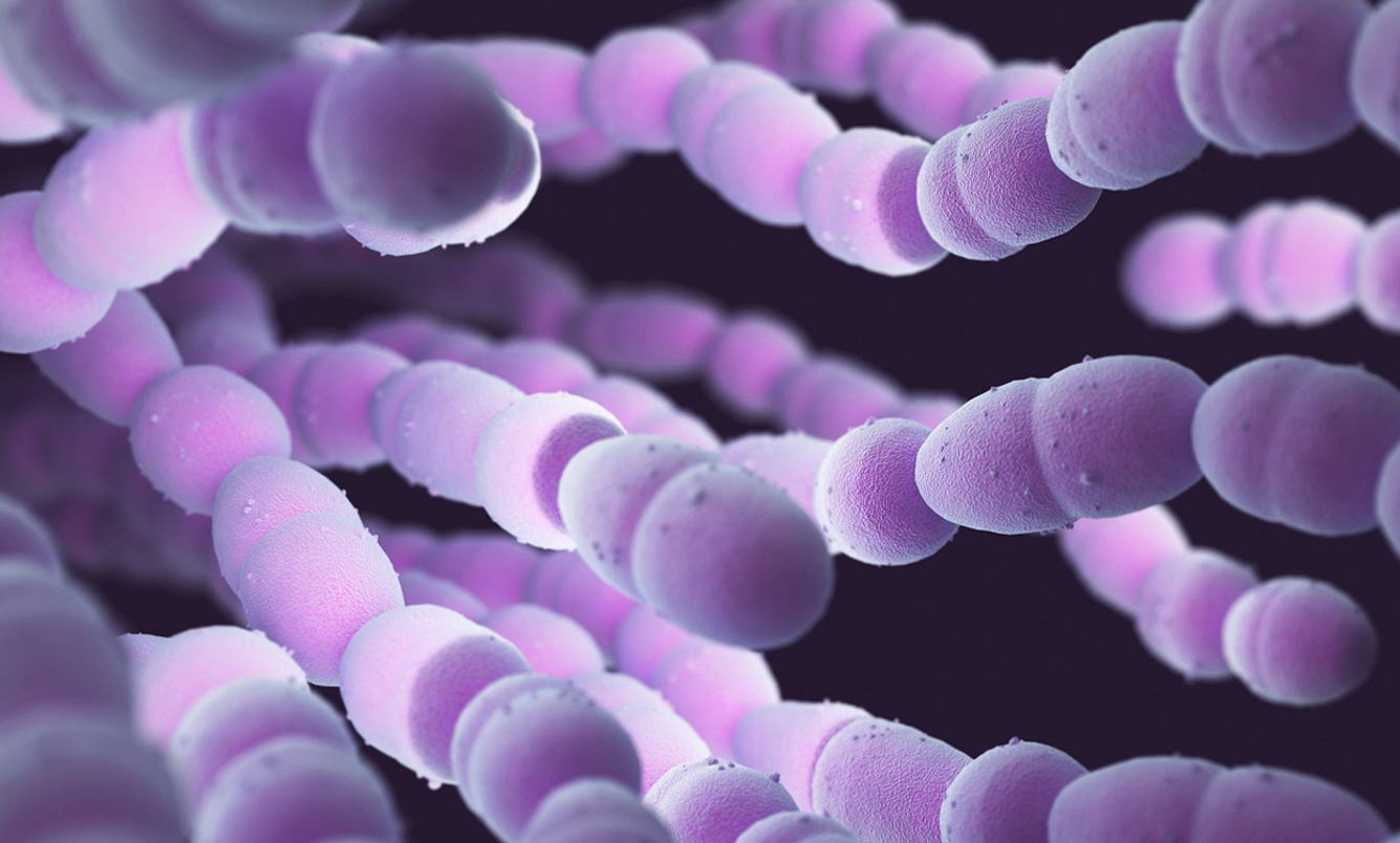 Lungenentzündung Ursache Pneumokokken