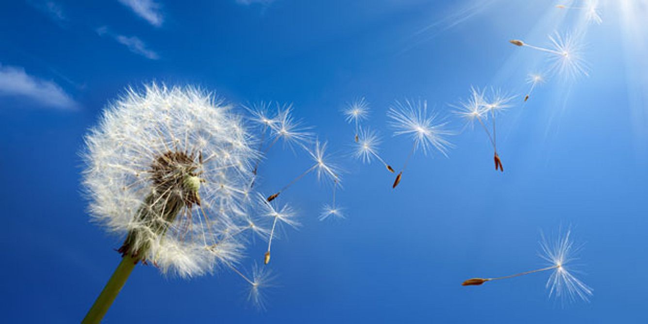 Pollen fliegen zu jeder Jahreszeit