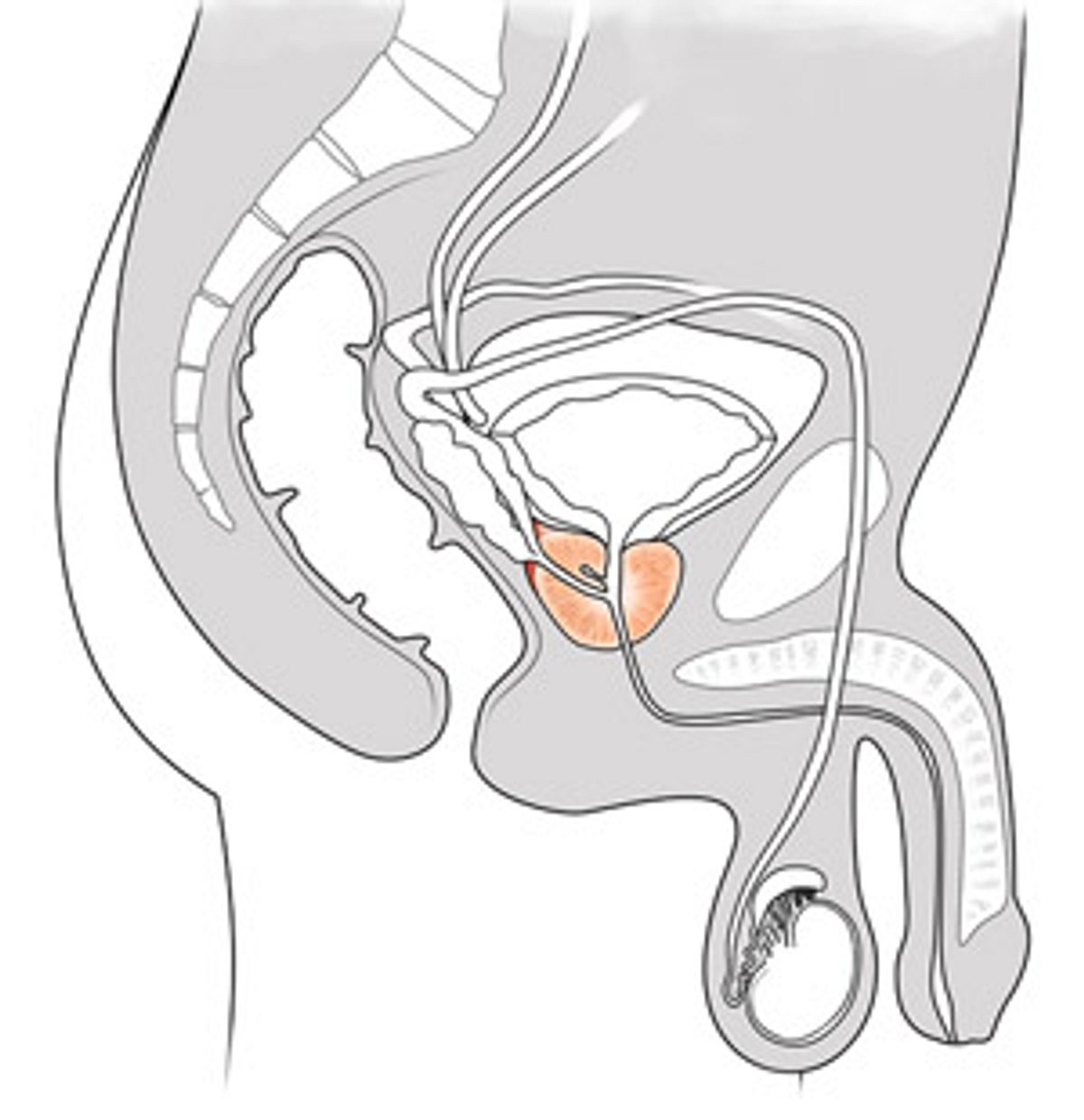 Prostata unterhalb der Harnblase