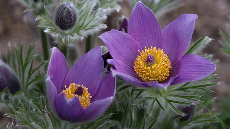 Pulsatilla-Bluten auf einer Wiese - Foto: istock_jokuephotography