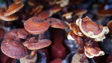 Foto: iStock - Foto: iStock/adomer