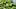 Rosenwurz (Rhodiola rosea): Die stressresistente Heilpflanze - Foto: iStock / Ilmar Ildyatullin