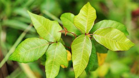 Rhus toxicodendron - Foto: iStock/NoDerog