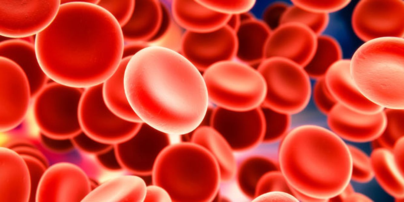 Die roten Blutkörperchen (Erythrozyten) benötigen Eisen