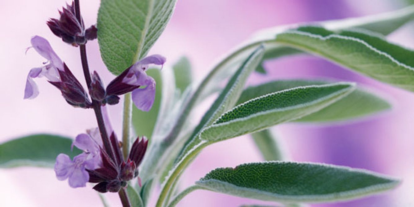 Sabei (Salvia Officinalis) hilft bei Wechseljahresbeschwerden und Infekten