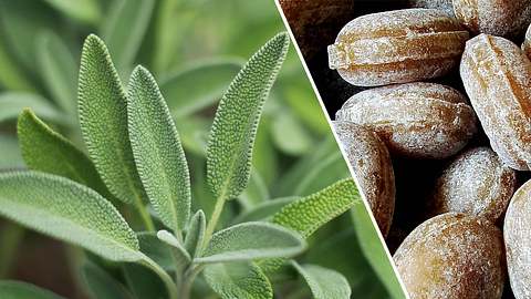 Collage aus frischem Salbei und Salbeibonbons - Foto: iStock / Bonnie McCann; IMAGO / Rene Traut