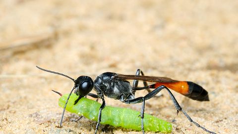 Sandwespe mit Raupe - Foto: iStock/vblinov