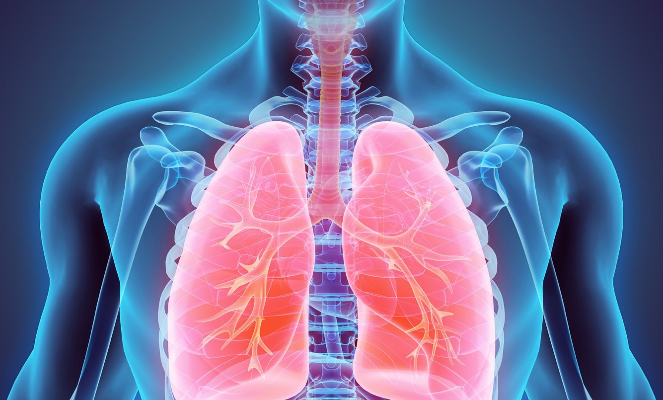 Illustration einer Lunge