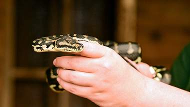 Schlange in der Hand - Foto: iStock / chameleonseye