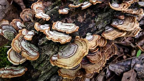Schmetterlingstramete, Pilz - Foto: iStock/jacquelinenix