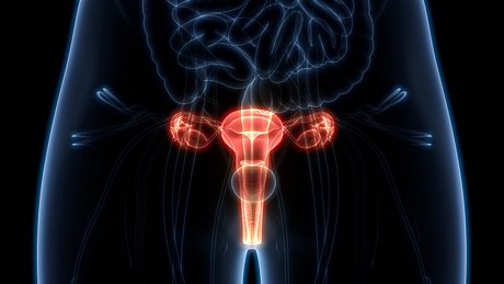 Illustration der weiblichen Geschlechtsteile - Foto: iStock/magicmine