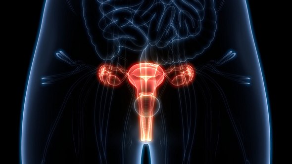 Illustration der weiblichen Geschlechtsteile - Foto: iStock/magicmine