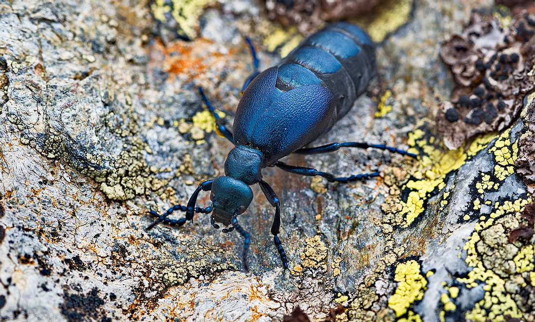 Ein Schwarzblauer Ölkäfer in einem Wald