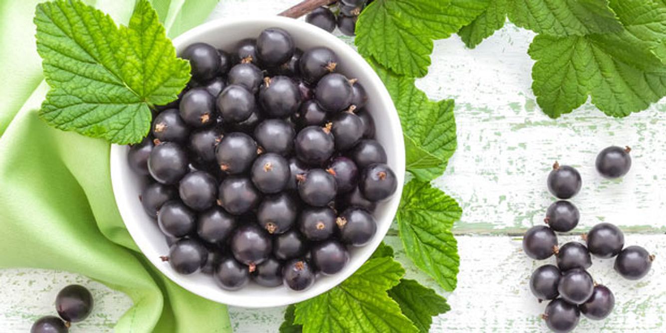 Schwarze Johannisbeere enthält Vitamin C