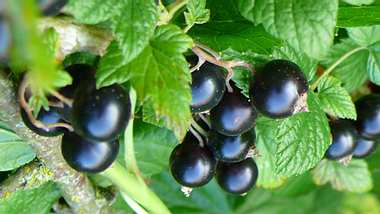 Die Schwarze Johannisbeere - das Vitamin C-Wunder