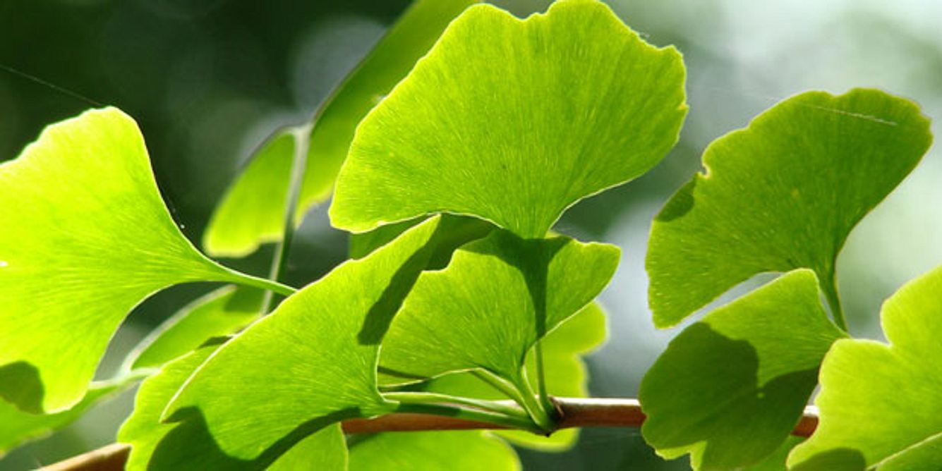 Ginkgo hilft bei Sehstörungen