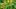 Sennapflanze gegen Verstopfung - Foto: alamy