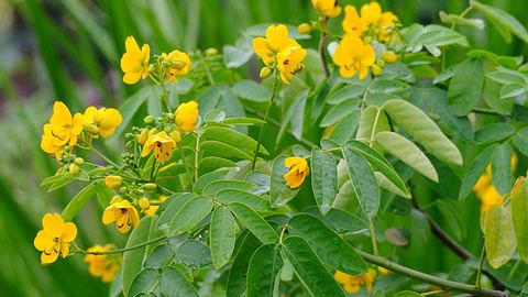 Sennapflanze gegen Verstopfung - Foto: alamy