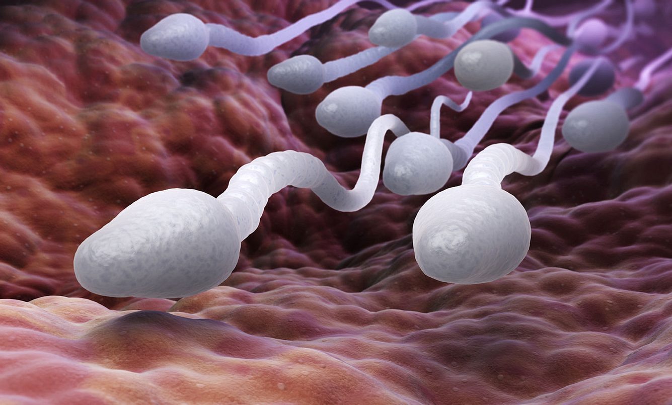 Unterwegs im Auftrag der Medizin: Deutsche Forscher nutzten erstmals Spermien als Transportmittel für Medikamente
