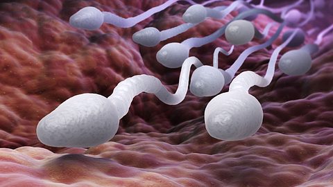 Unterwegs im Auftrag der Medizin: Deutsche Forscher nutzten erstmals Spermien als Transportmittel für Medikamente - Foto: iLexx/iStock
