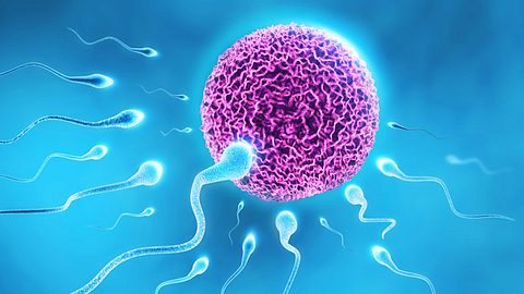 Spermien auf dem Weg zur Eizelle - Foto: Fotolia