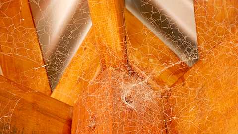 Spinnweben an Holzbalken - Foto: iStock/p_saranya