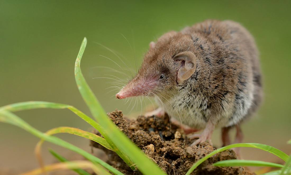 Eine Spitzmaus auf einer Wiese