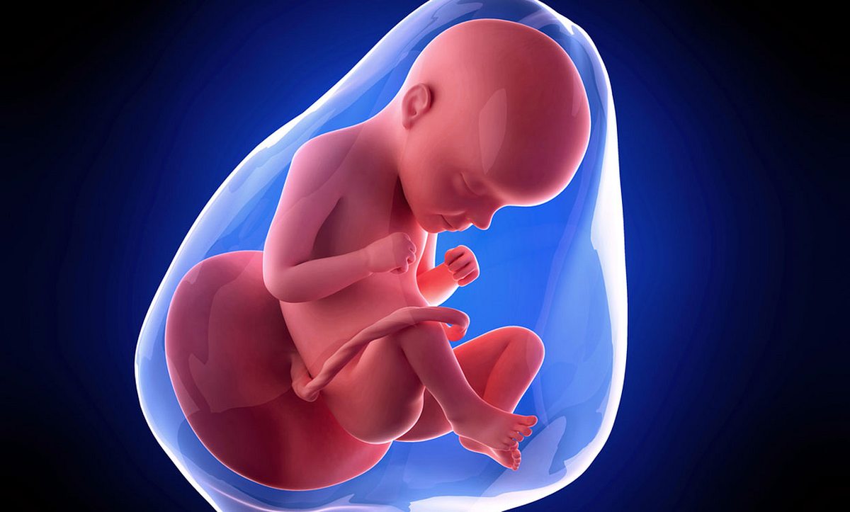 Grafik Baby in der SSW 29 im Mutterleib