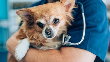 Staupe beim Hund - Foto: iStock / VioletaStoimenova